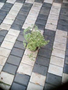 10 Live Root Plants