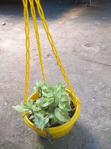 Plant For Sale
