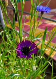 Cornflowers Seeds Mixed Colors