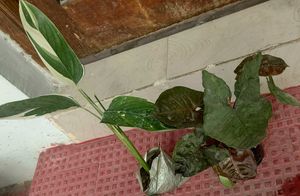 Set 2 Neverneve Andarrowhead vine Plants