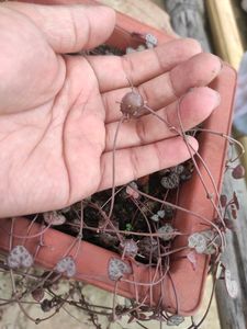 Succullent Plant(10 Different Types Of Plant Combo