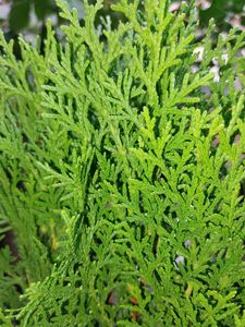 Morpankhi Plant (Pack Of 2)
