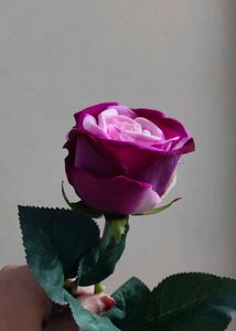 Hot  Velvet Rose In 💜💜 Colour