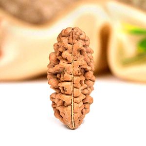 1 Mukhi Half moon Rudraksha Bead
