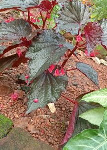 Maroon Leaf Plant