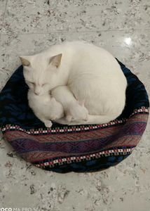 Cat Winter Bed Wool
