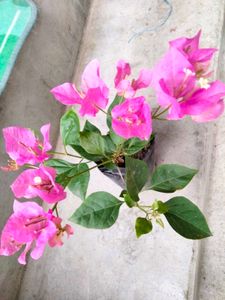 Flowering Bourgainvillea N Plants Combo green