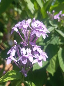 Live Flower  Plant