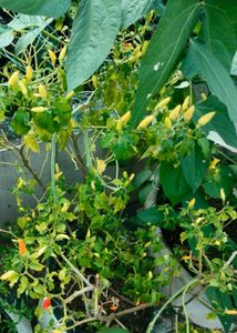 Bird Eye Chilli (Kanthari Mulaku)- Homegrown