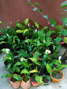 Combo Peace Lily Aloevera Lucky Bamboo Areca Palm