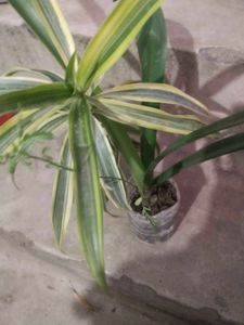 Combo  2 Plant Song Of India Or Red Lilly Flower