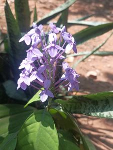 Live Flower  Plant