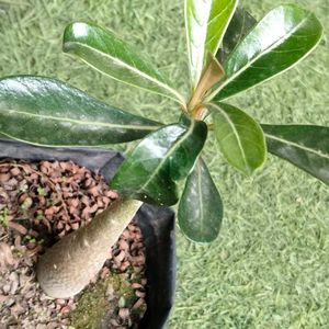 2 Rare Sansevierias N Two Adenuim