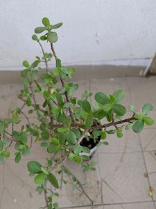 Real Jade Plant (Lucky/Vaastu)