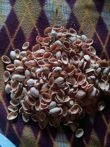 Pista Shells