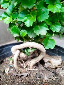 Assorted Indoor And Bonsai Plant.