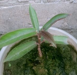 Peregrina Flowering Evergreen Plant