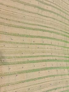 Green Fancy Fabric