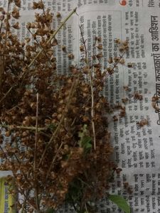 Tulsi Seeds For Plant