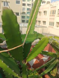 Red Dragon Fruit Plant cuttings