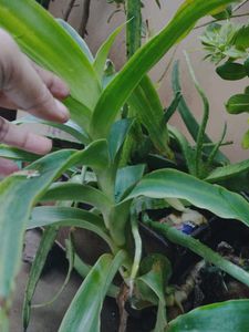 Healthy Indoor Plants