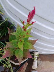 Red Velvet Plant