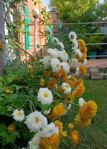 Chrysanthemum Plants 3