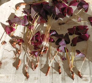 Purple Oxalis Triangularis
