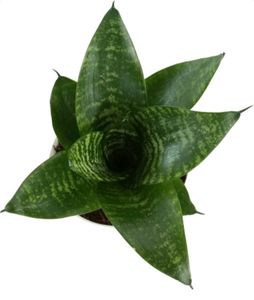 3 Varieties of Sansevieria Plant - Snake Plan