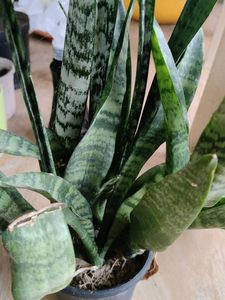 Combo for @thriftstore