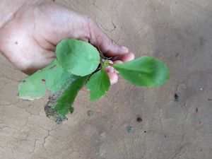 Patarchatta Kalanchae Pinnata