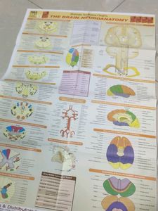 BD Chaurasia Neuroanatomy Ninth Edition