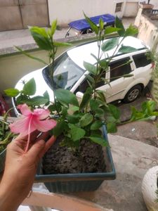 Healthy Light Pink Hibiscus Plant With Root