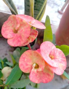 Euphorbia Milii