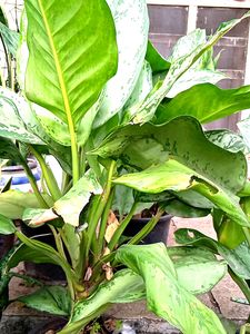 Combo Of 4 Healthy Plants