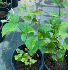 Nadan Mulla/jasmin Plant