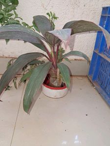 Of Dresina Plant And Croton