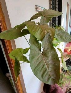 3 Set Mexican petunia/Arrohead/Moses In cardle