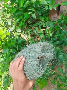 Unique Natural Bird Nest.