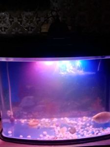 Aquarium - Perfect for Fish!