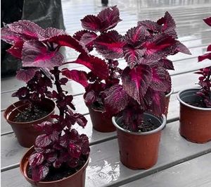 Live Plants