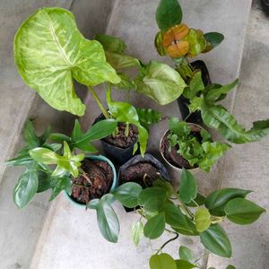 Varities Of Air Purifying Combo
