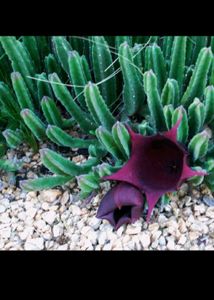Stapelia Plant (Maroon cup)