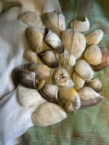 Seashell Elegance Necklace