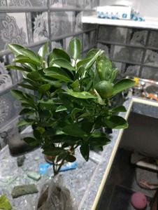 Mini Japanese Orange Plant
