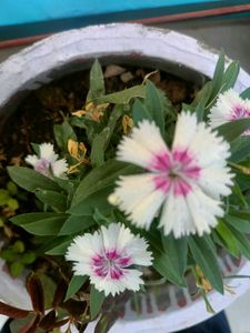 Pencil Flower (Multicolour)