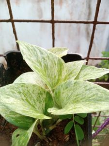 11 Live Root Plants
