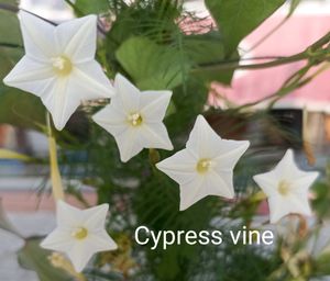 Flowering 🌺🌻🌹🌷 Seeds @ Low Price