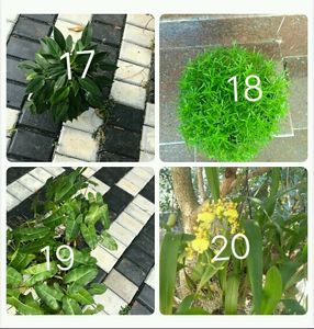 You Can Select 10 Live Root Plants