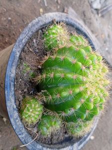 cactus plant